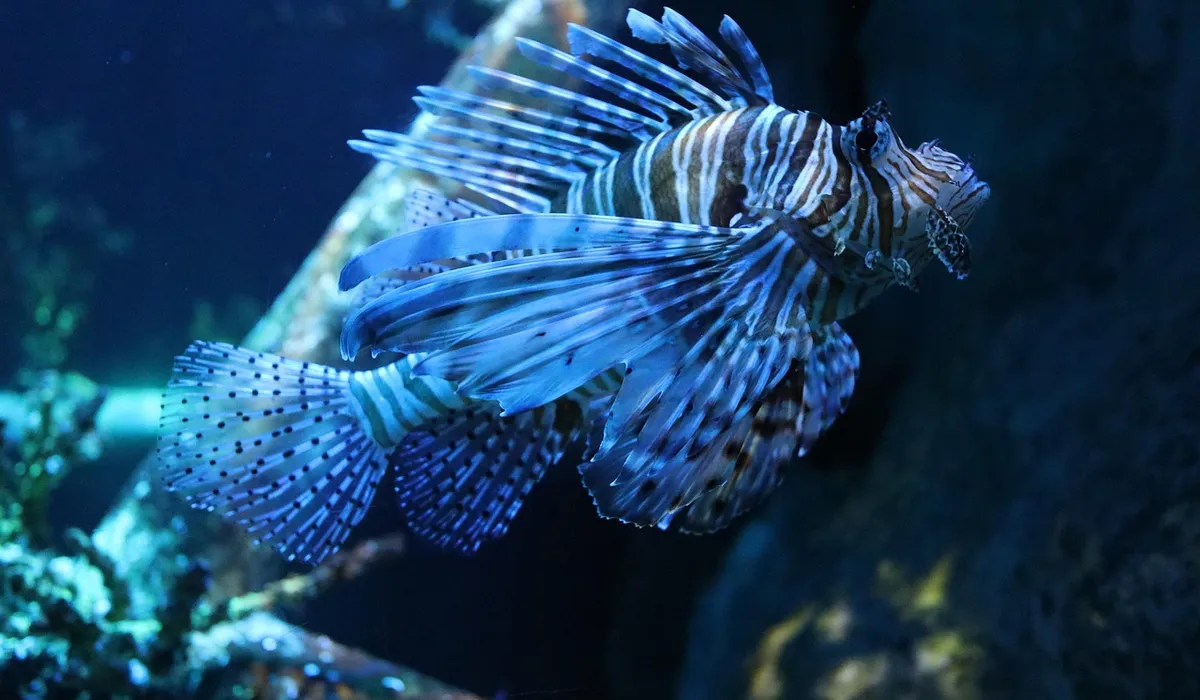 Blue lionfish with striped fins swimming in an aquarium.