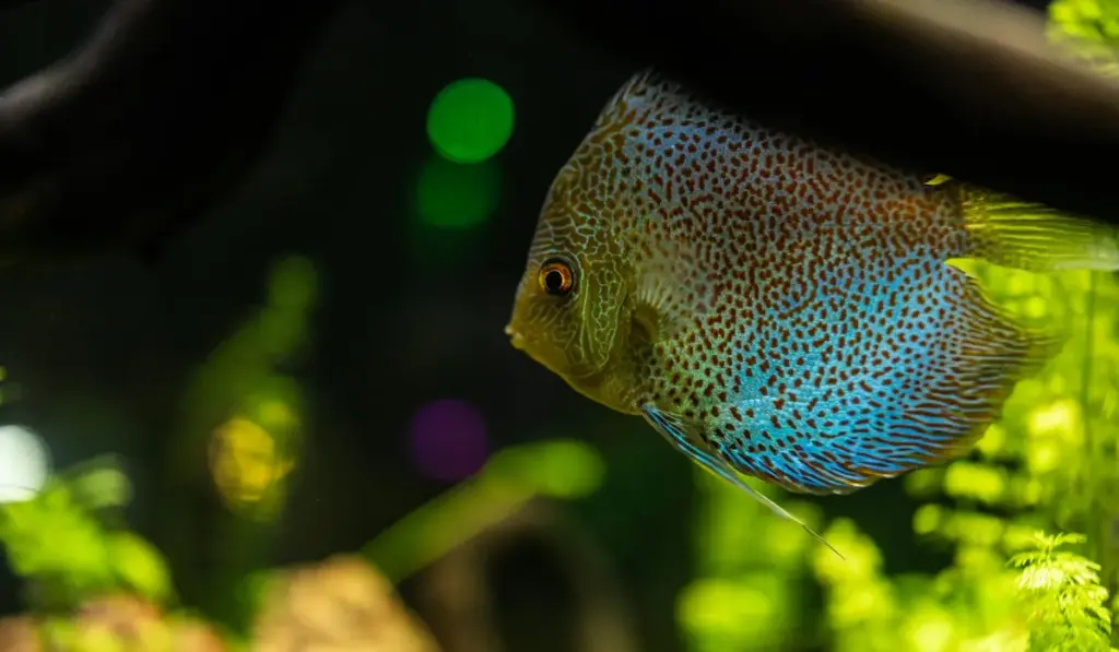 The Art of Peaceful Coexistence: Your Guide to Choosing Community Tank Fish