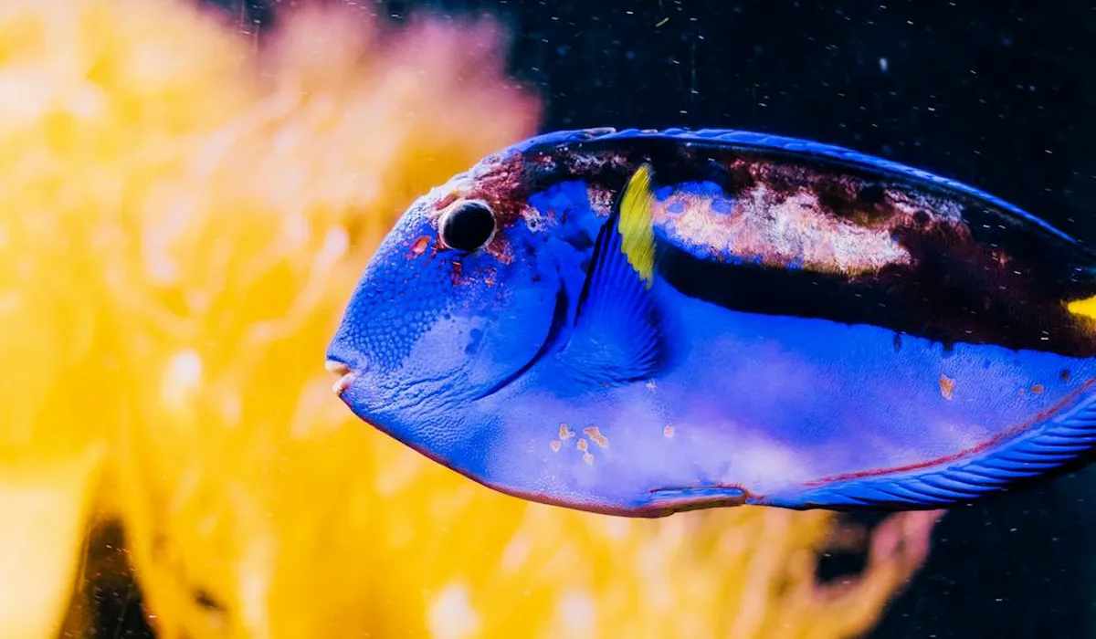 Bright blue tropical fish swimming in front of a warm yellow-orange coral backdrop in an aquarium.