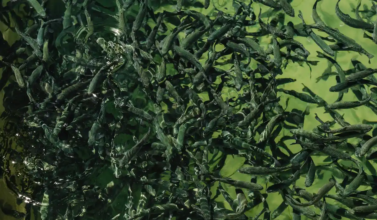 Dense school of small dark livebearing fish in an aquarium