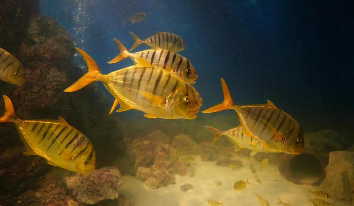 A group of yellow-striped tropical fish swim among rocks in a simple, low-maintenance aquarium setup.