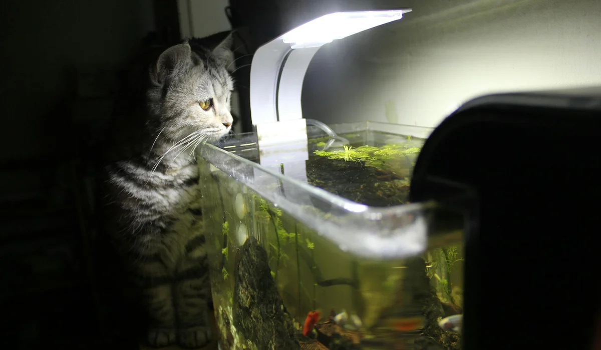 A curious cat staring at a small aquarium with its water, reflecting on fishless and fish-in cycling.