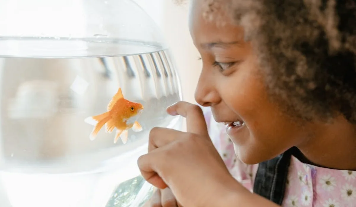 A young girl smiles while looking at a goldfish in a clear fishbowl, suggesting curiosity about aquarium water for houseplants.