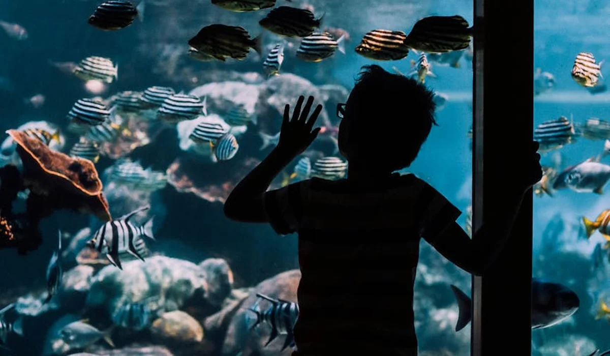 Silhouette of a child looking into an aquarium filled with colorful fish, highlighting the importance of testing and balancing water hardness.
