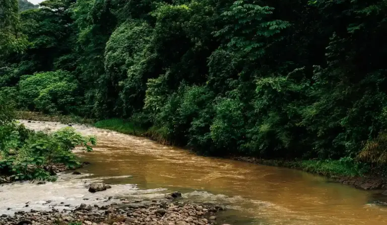 Muddy brown river water meanders through a dense forest, indicating turbid conditions.