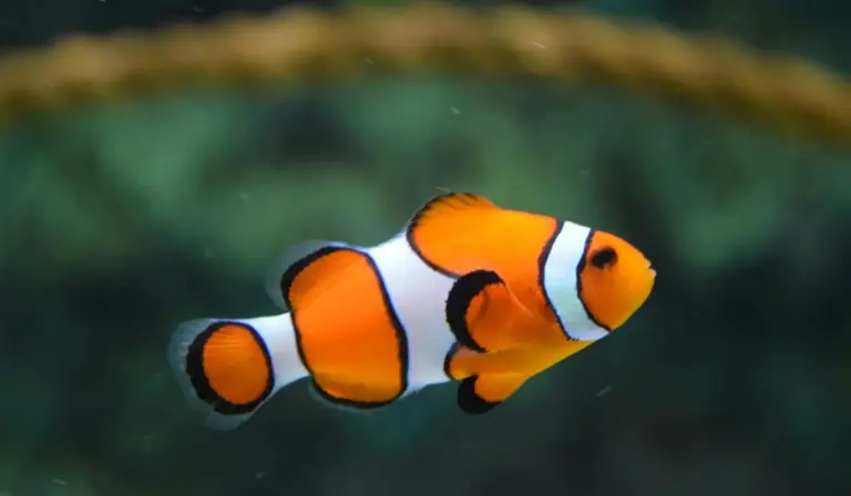 Clownfish swimming in a small home aquarium with orange and white stripes