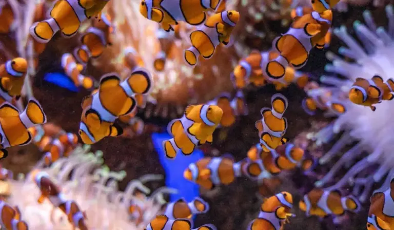 Clownfish swimming among colorful corals in a vibrant reef aquarium.