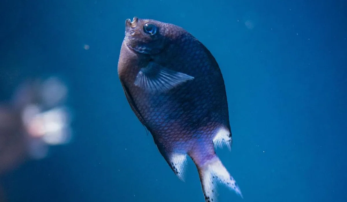 Blue tropical fish swimming in an aquarium