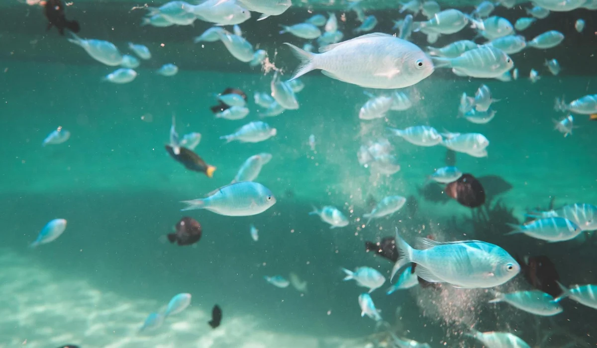 School of small tropical fish swimming in an aquarium with bubbles.