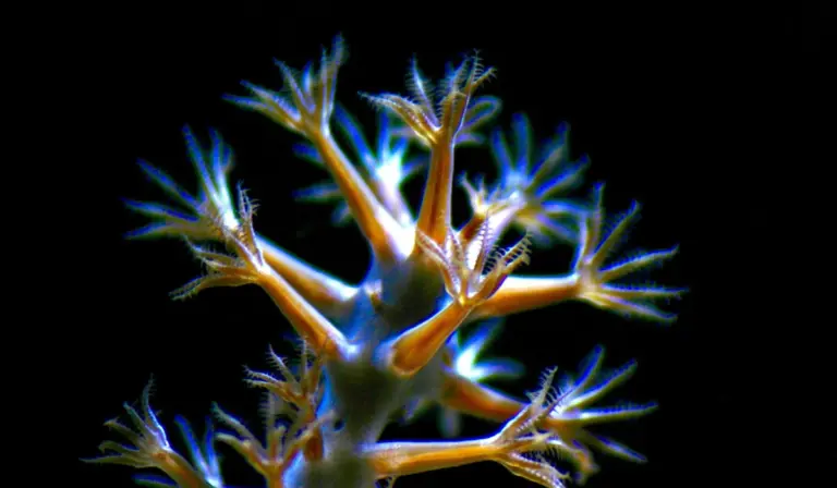Close-up of branching coral with orange stalks and blue-tipped polyps against a black background.