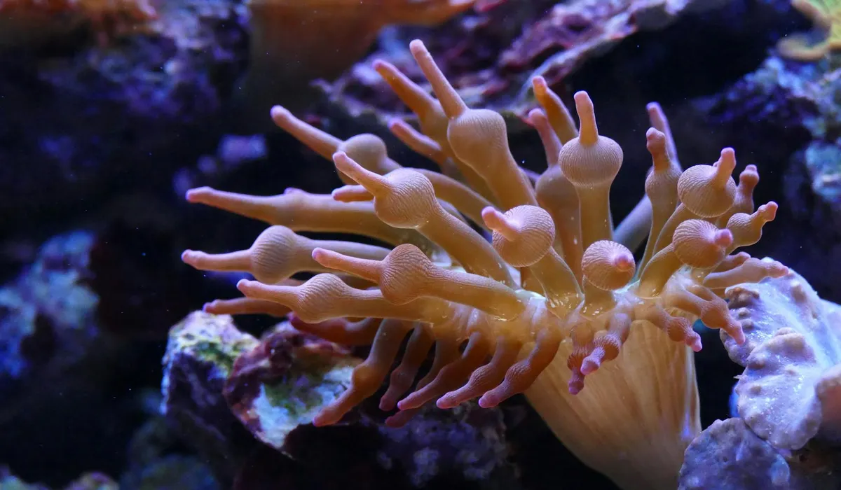 Close-up of orange coral polyps extending from a coral head in a dimly lit aquarium.