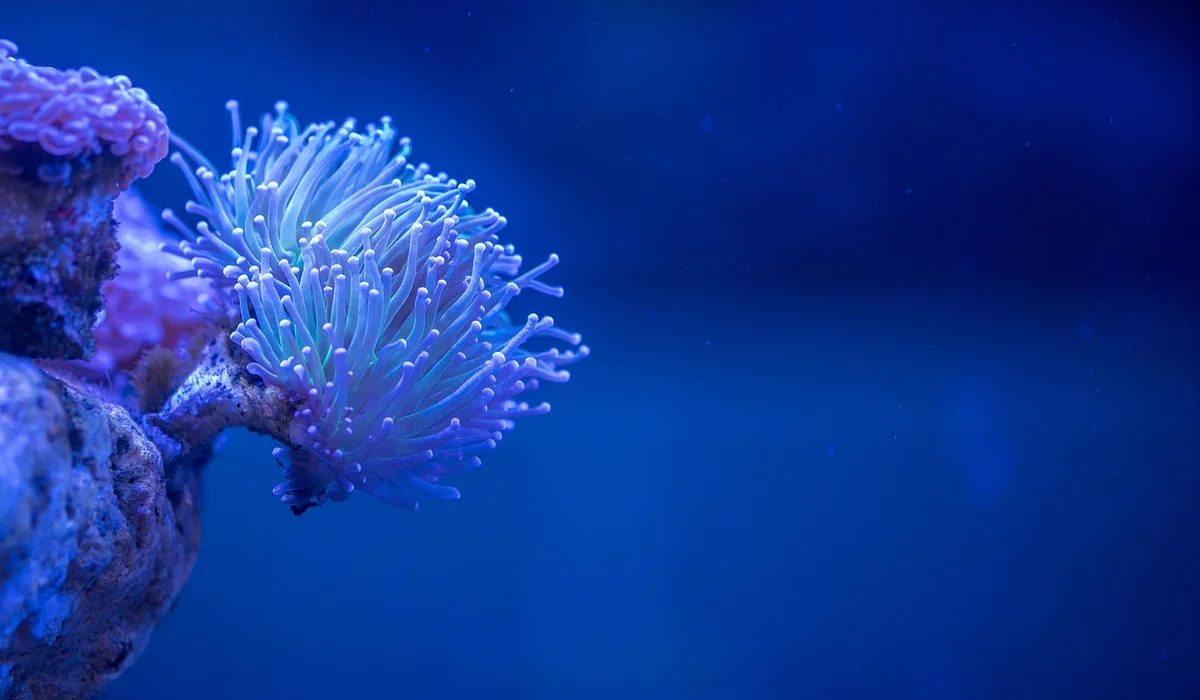Close-up of a purple coral with pale tentacles in a blue-lit saltwater aquarium