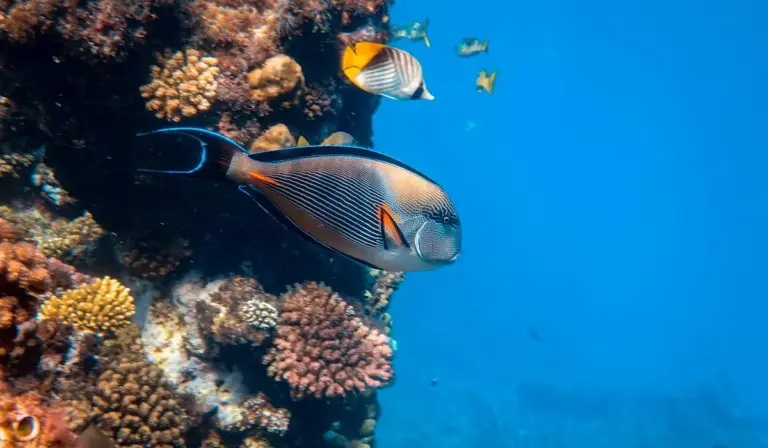 A tropical reef fish swimming among colorful corals in clear blue water.