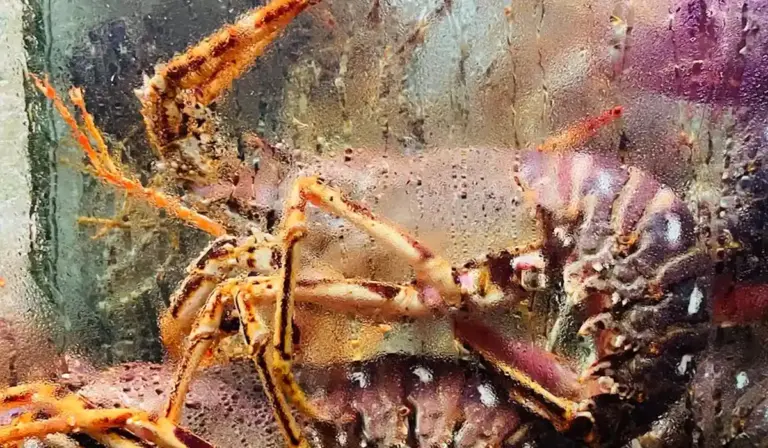 Close-up of a lobster pressed against the glass of an aquarium tank