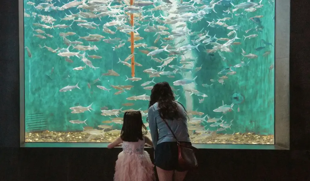 Your Dream Aquarium Awaits: The Complete DIY Custom Tank Guide