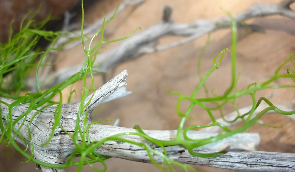 Green filamentous algae growing on a piece of driftwood in an aquarium.
