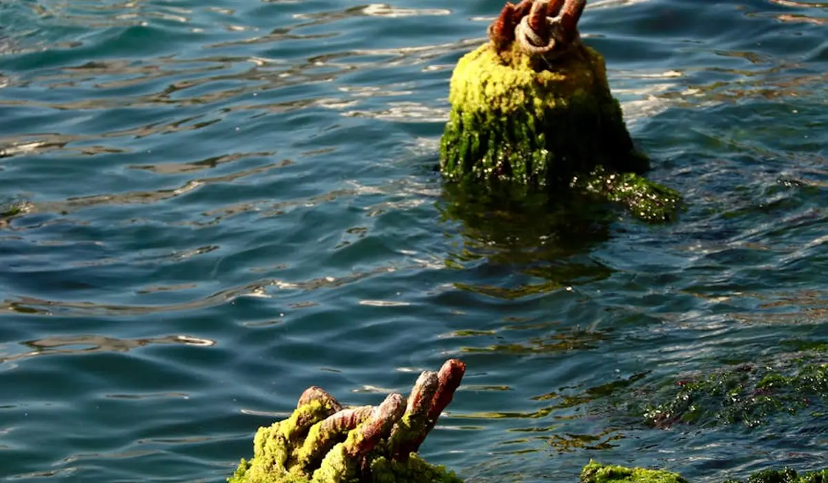 Submerged aquarium decor encrusted with green cyanobacteria (blue-green algae) against blue water