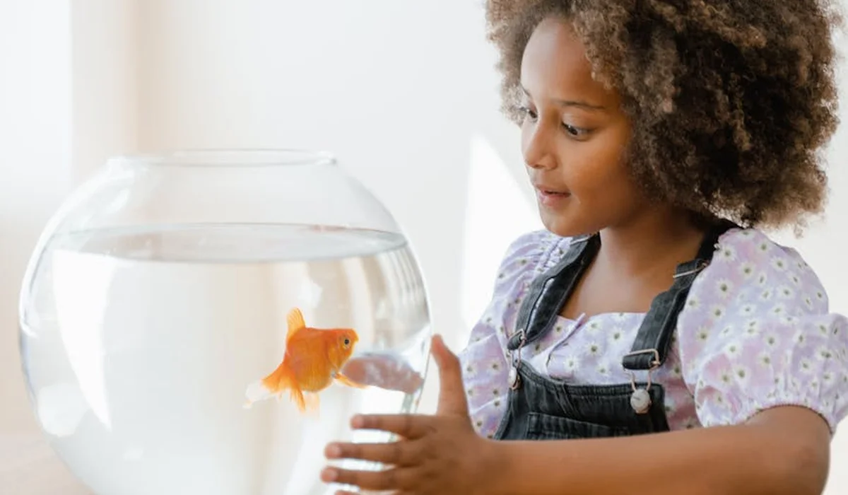 A child watches a goldfish in a round glass aquarium while performing daily monitoring for aquarium cycle recovery