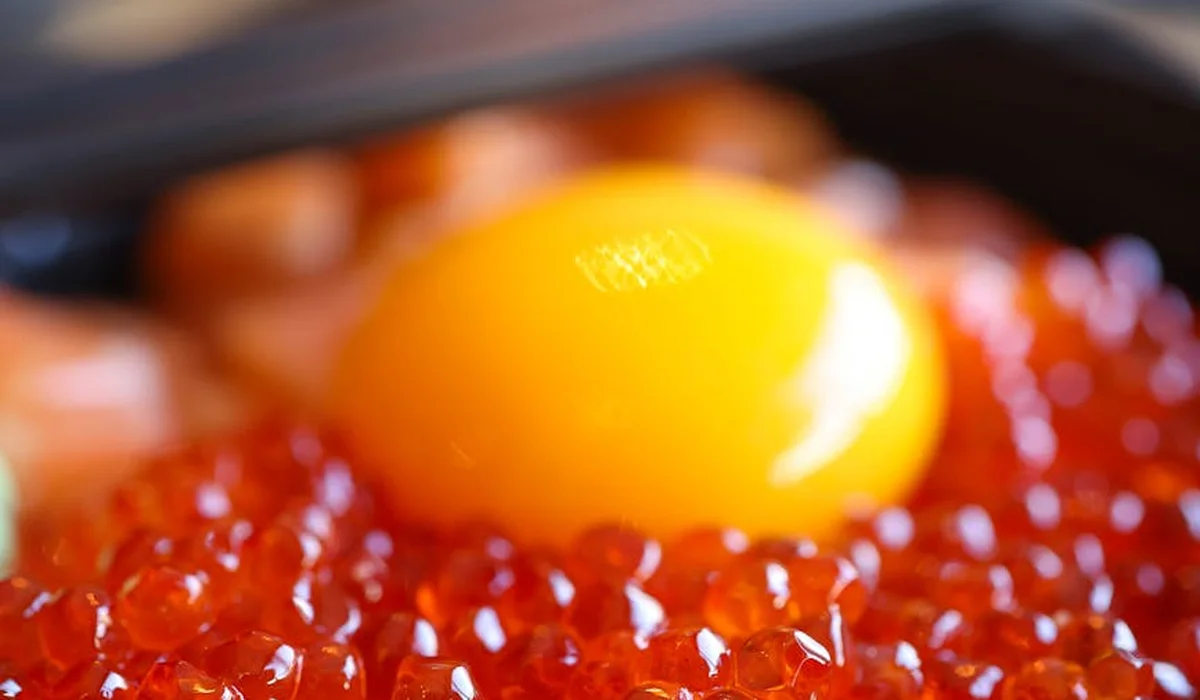 Close-up of a single yellow fish egg among a cluster of bright orange-red eggs during incubation