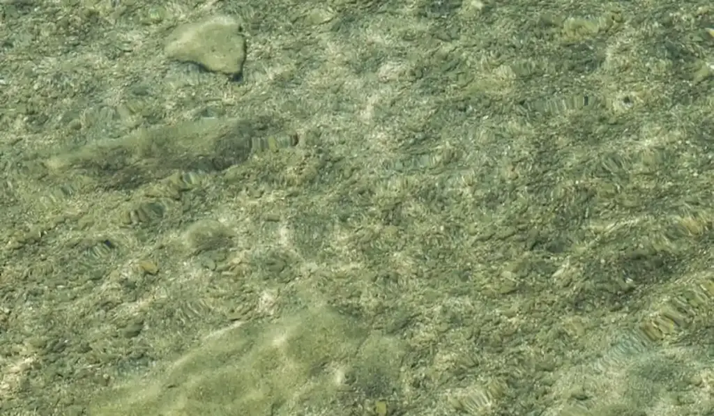 Deep Sand Bed vs. Bare Bottom: The Honest Aquarium Flooring Showdown