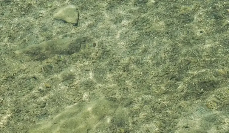 Underwater close-up of a bare sandy substrate in an aquarium, illustrating substrate options for deep sand bed versus bare bottom setups.