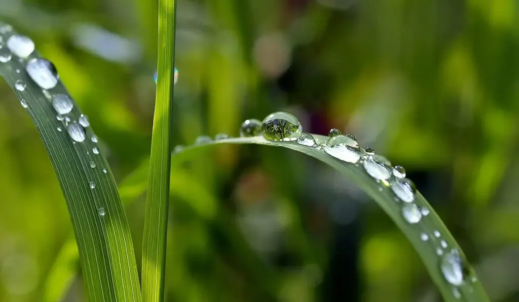 Drip Acclimation: The Stress-Free Way to Introduce Fish to Your Aquarium