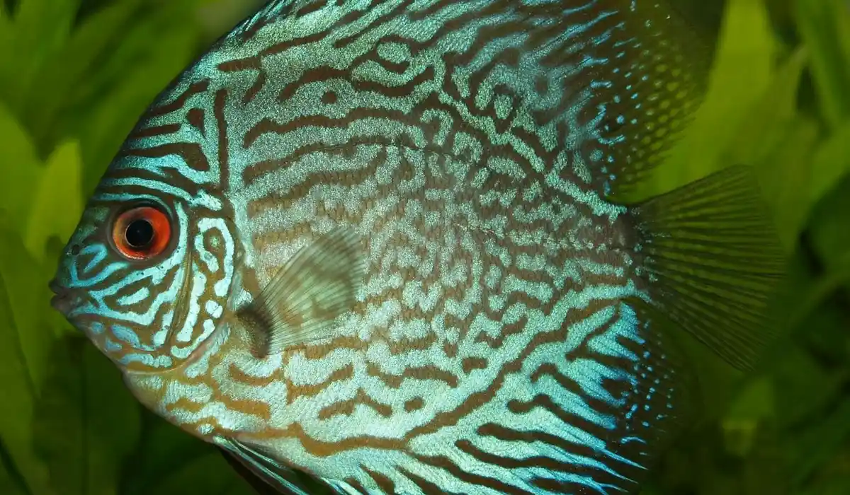 Close-up of a turquoise and white striped discus fish in an aquarium.