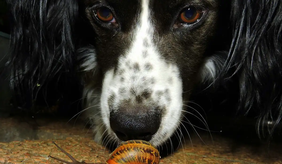 Close-up of a black and white dog sniffing a snail on a wooden surface