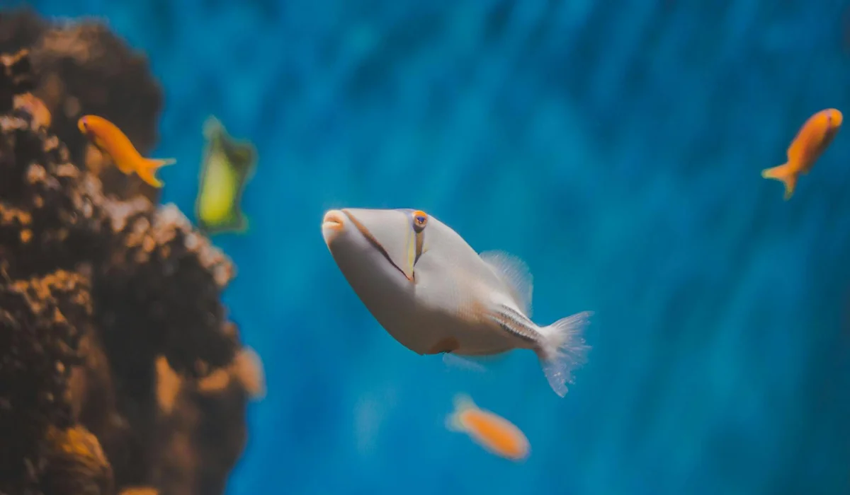 A small tropical fish swims in a blue aquarium with rocks and other orange fish in the background.