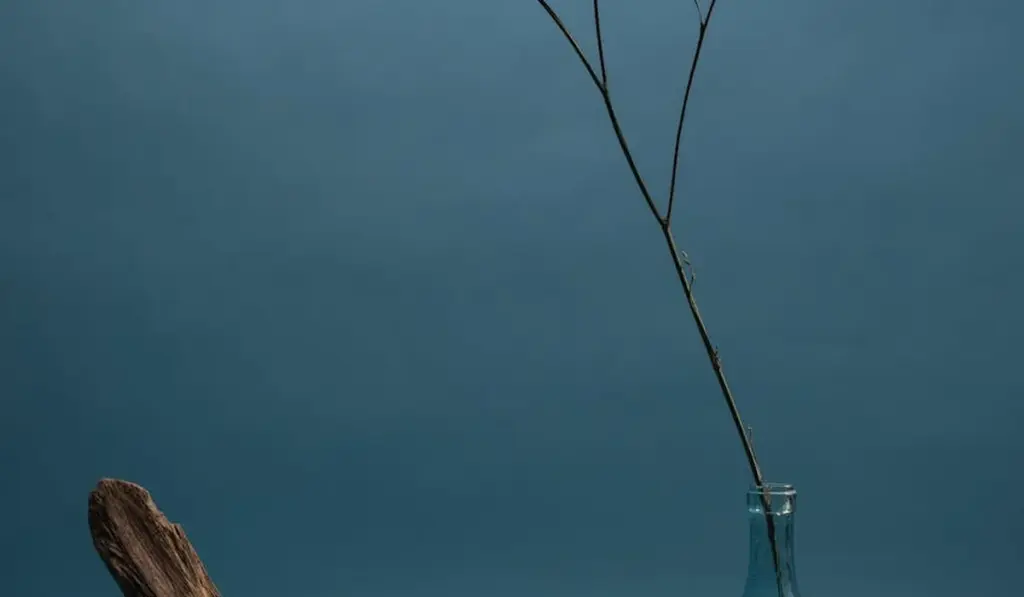 The Aquarist’s Guide to Safe, Stunning Driftwood: No More Tannins or Floaters!