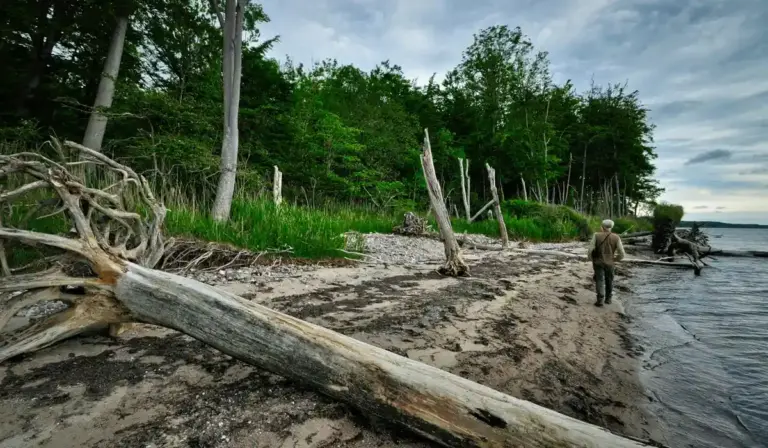 Driftwood logs and branches scattered along a sandy beach with a person walking near the water and a forested shoreline in the background.