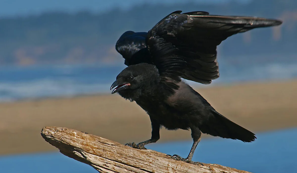 A black bird perched on a weathered driftwood log by a shoreline, with water in the background.