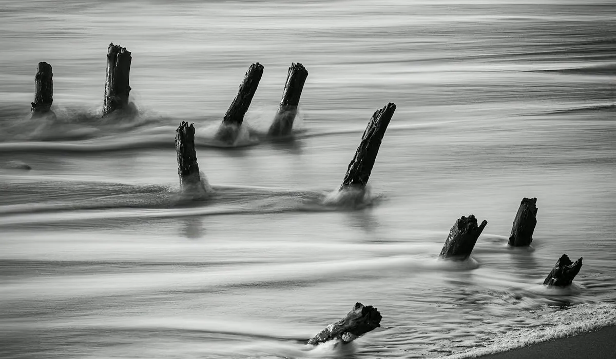 Monochrome photograph of weathered wooden posts protruding from calm water along a shoreline, depicting driftwood textures.