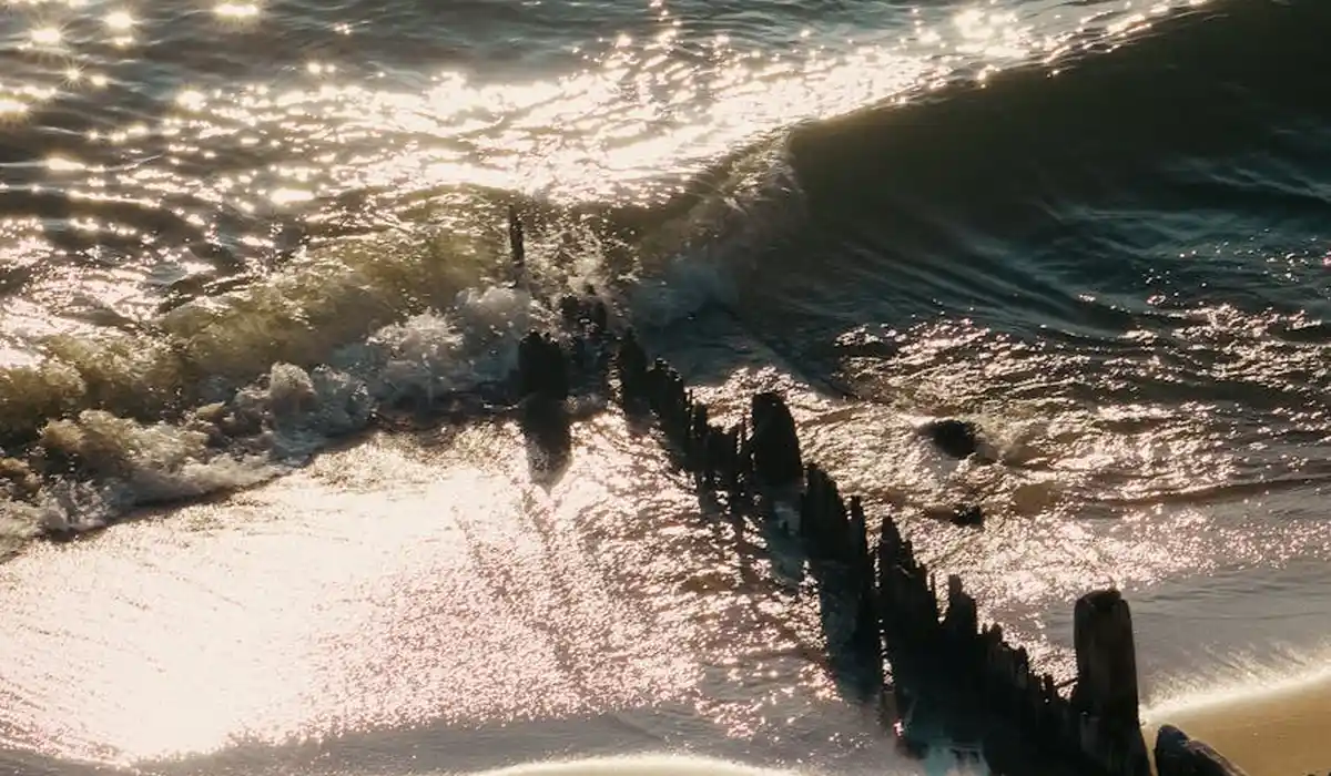 Sunlit shoreline with weathered driftwood protruding from the water onto the sandy beach