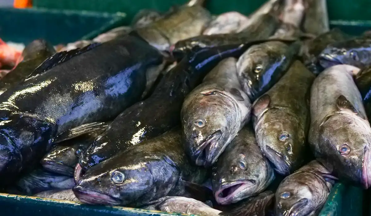 A crate filled with numerous fish stacked together, their mouths open, illustrating stressed or dead fish resulting from poor feeding and maintenance.