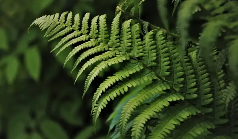 Close-up of a vibrant green fern frond