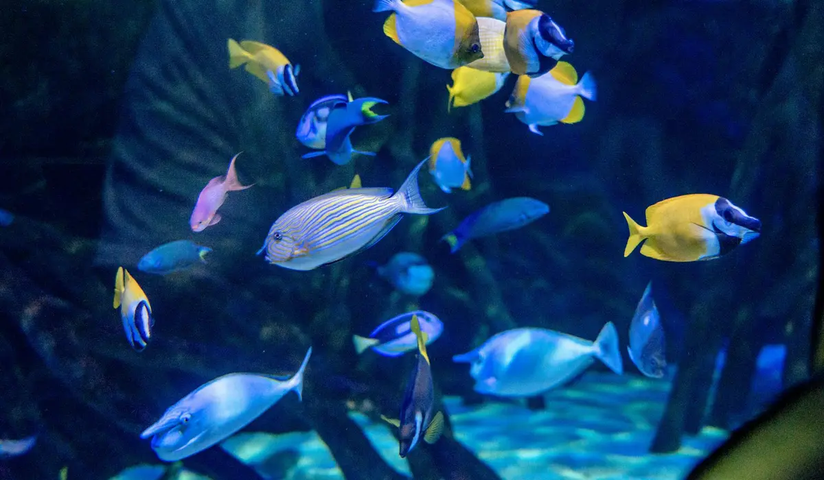 Colorful tropical fish swimming in a home aquarium