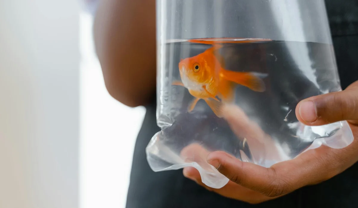 Hands holding a plastic bag with orange goldfish in water, about to acclimate them to a new aquarium