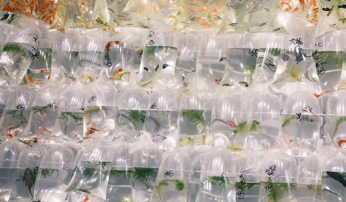 Rows of clear plastic bags filled with water and small fish staged for transport/reintroduction