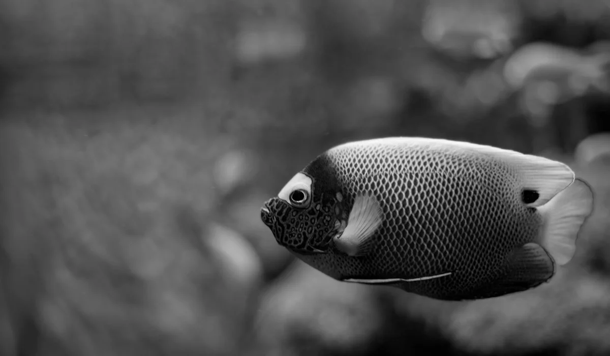 Close-up of a single tropical fish swimming in a grayscale aquarium.