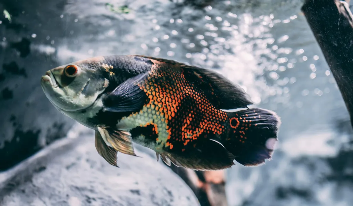 Colorful aquarium fish swimming near rocks, illustrating signs of potential stress