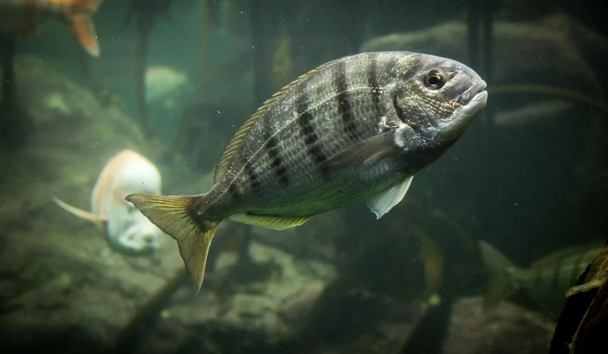 A striped fish swimming inside a dimly lit aquarium with a blurred background.