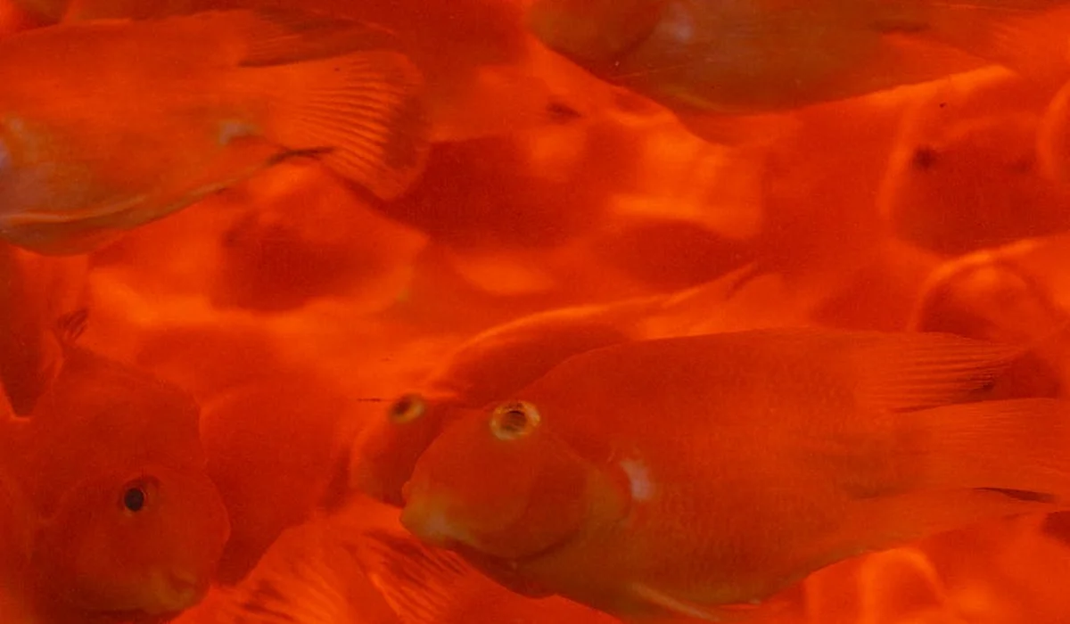 Close-up of orange goldfish swimming in a crowded aquarium.