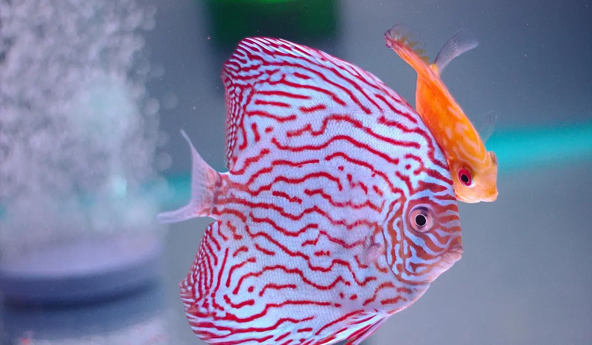 Two colorful tropical fish swimming in a transparent aquarium: a white and red patterned discus and an orange fish
