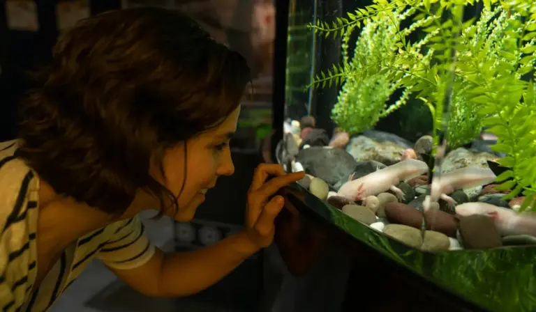 Person leaning close to a home aquarium, inspecting fish and live plants inside the tank.