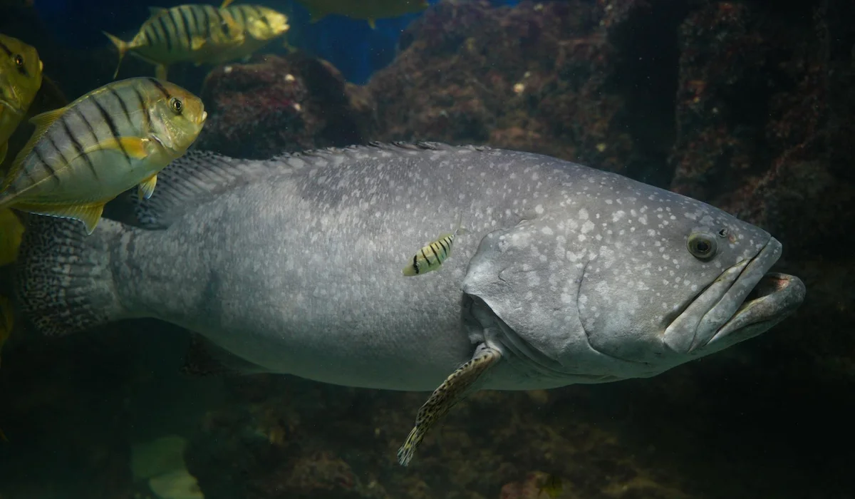 Close-up of a large gray fish with a spotted pattern swimming in an aquarium