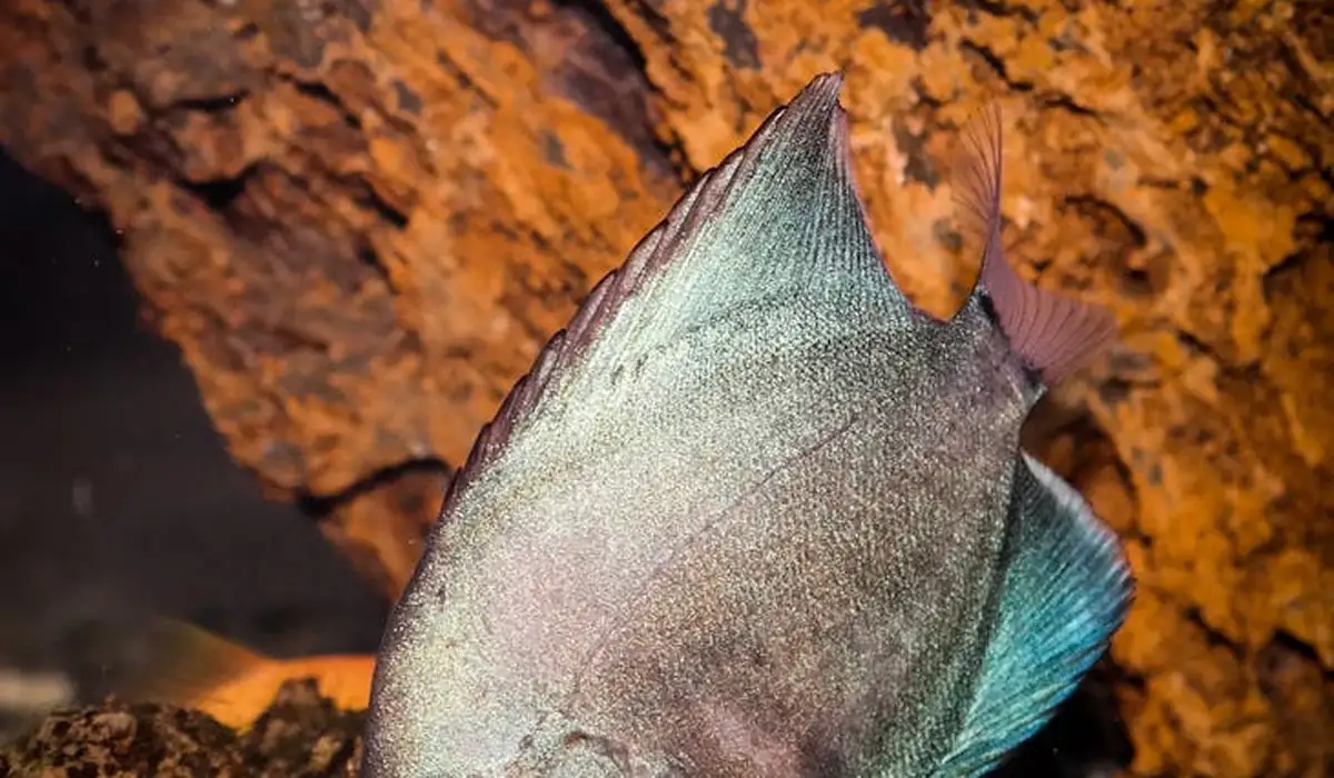 Close-up of a fish swimming near a rocky aquarium backdrop, showing a natural-looking habitat