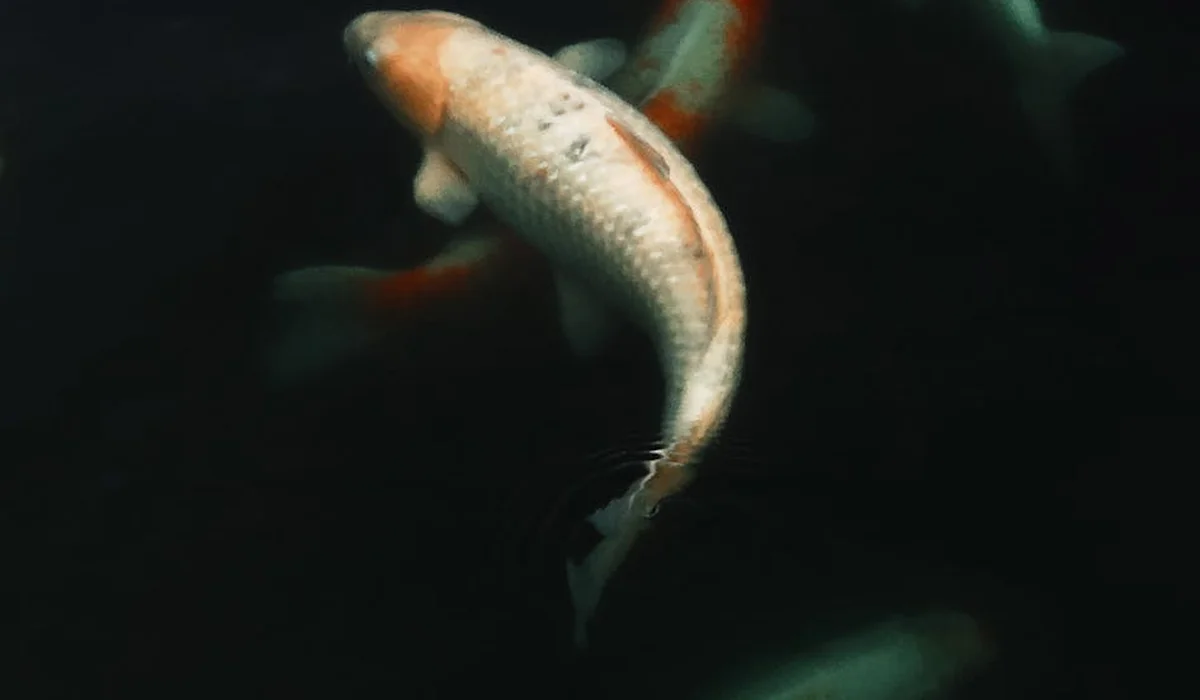 A pale fish in a dark tank appears to be turning toward another fish, hinting at a potential aggressive interaction.