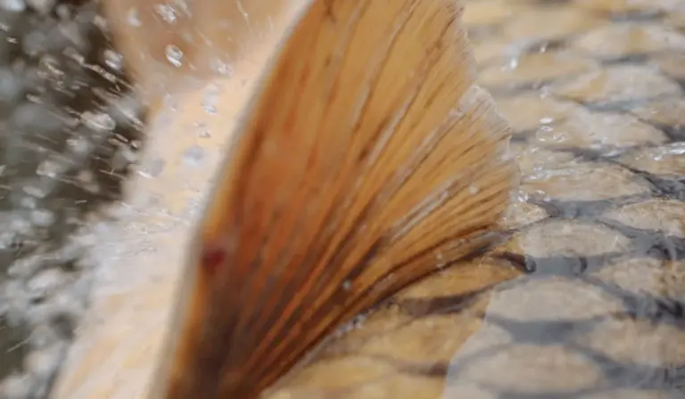 Close-up view of a fish fin near the tank glass with water droplets, illustrating careful observation of a fish's health indicators.