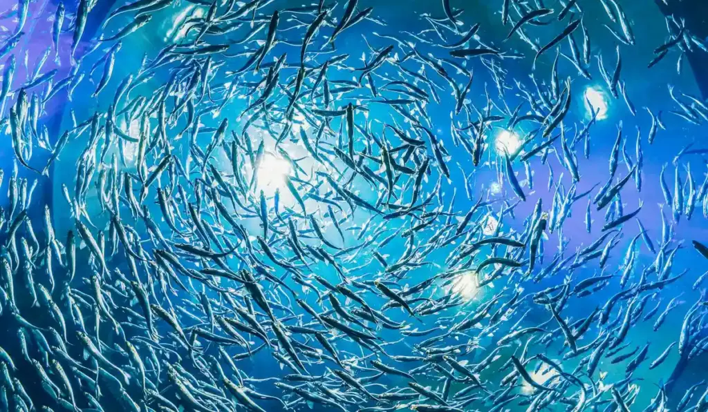 Your 5-Gallon Nano Tank: A Guide to Thriving Small Aquariums